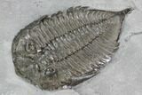 Dalmanites Trilobite Fossil - New York #99079-1